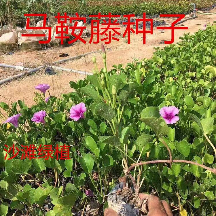马鞍藤种子藤蔓植物沙滩爬藤花卉厚藤二叶红花海风藤绿植草花种籽