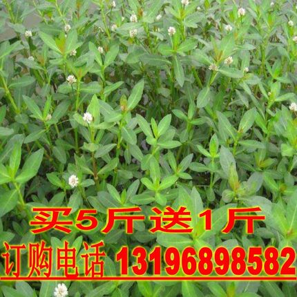 水生植物池塘水花生种子 又名空心莲子草，养鱼，虾，蟹的必须品