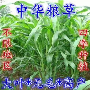 中华良草牧草种子多年生四季常青高产养殖牛羊鱼兔牧草畜牧草种籽
