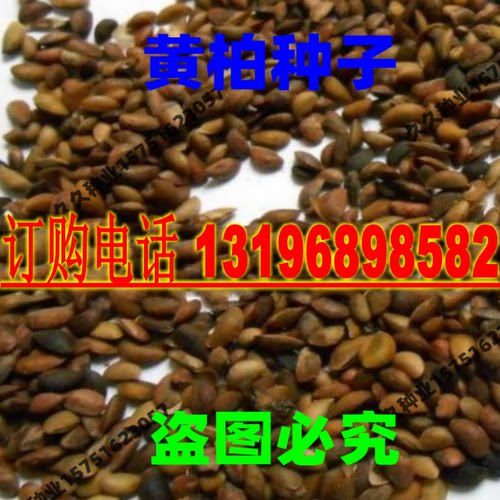 川黄柏种子黄檗种子黄树皮苗种子黄菠萝种籽元柏籽关黄柏种籽药材