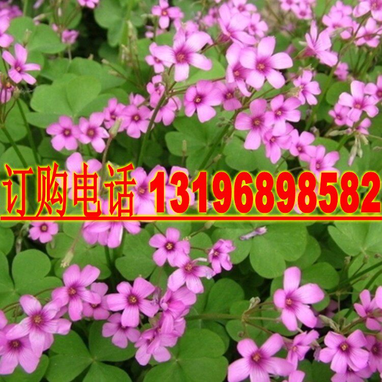 观赏绿化草坪白花三叶草种子红花三叶草种子草籽红花醡浆草种子