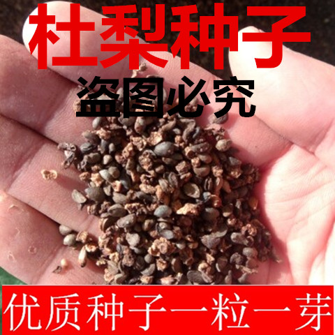 杜梨种子 棠梨种子 普通梨树种子 嫁接用的包邮免运费