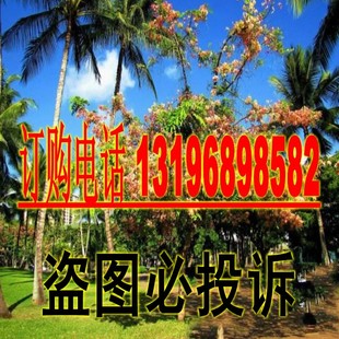 美国进口彩虹桉树种子 颜色桉树种子 剥桉种子 棉兰老岛口香糖种