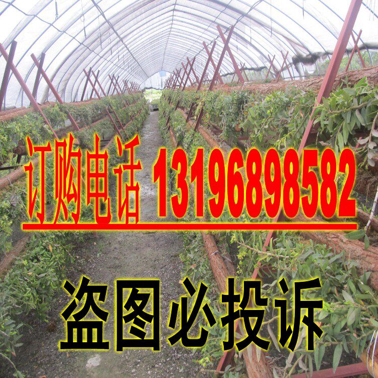 药材种子  铁皮石斛 霍山石斛 铁皮枫斗种子