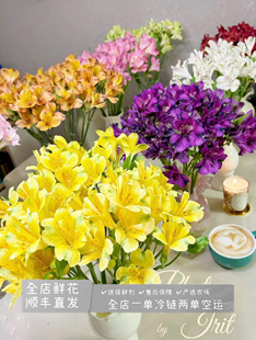 海盛品牌基地六初水仙花新手必养花期20天左右家用花瓶插花鲜花束
