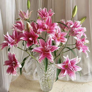 上海种业（埃琳娜）重瓣香水百合云南基地直发家庭办公水养鲜切花