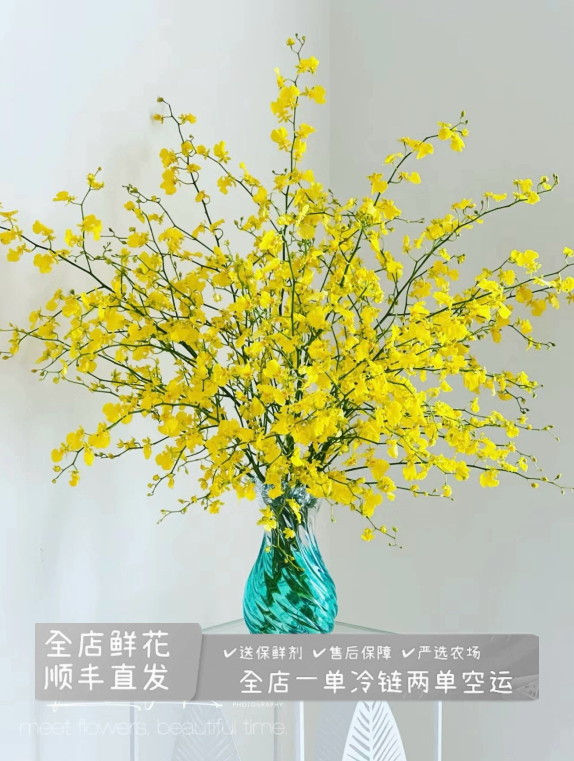 红心跳舞兰柠檬黄跳舞兰鲜切花斗南鲜花直发家庭高级水养鲜切花