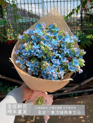 （蓝星花）鲜切配花配草包花束手捧花水养家庭插花小众高级鲜切花