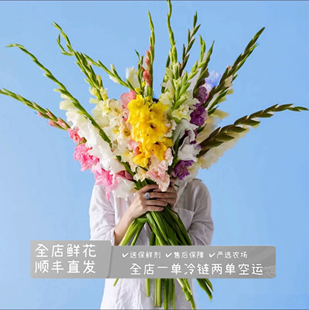 高品质剑兰鲜花唐菖蒲寓于节节高升家庭办公水养鲜切花带花苞真花