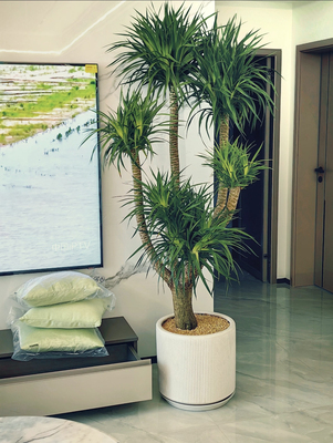 龙血树客厅绿植旺宅大型多头龙须树盆栽室内大号盆景真龙铁树植物