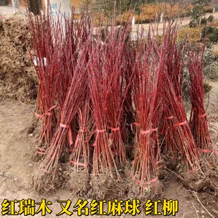 红瑞木树苗红柳枝条绿化红柳枝庭院别墅植物绿化观枝红杆麻球树苗