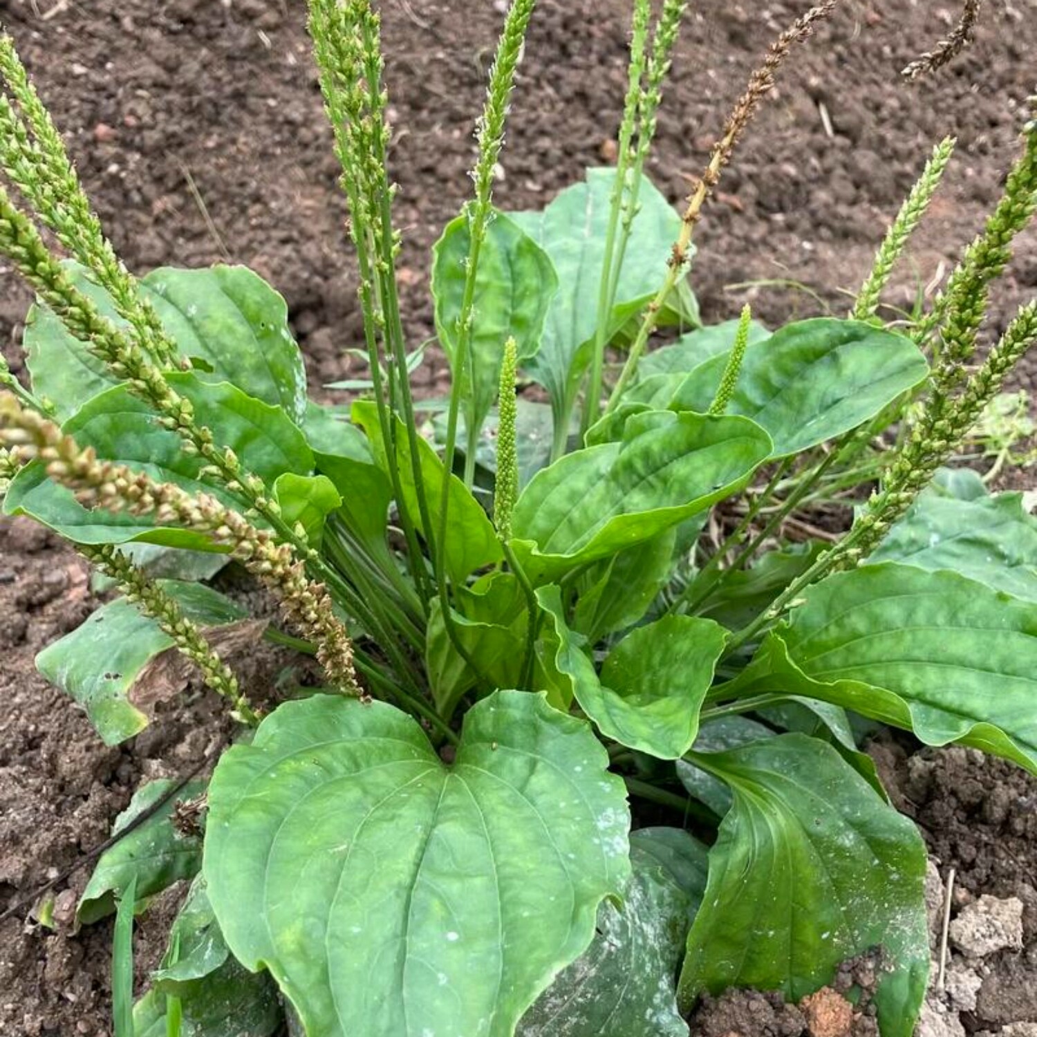新鲜野生车前草植物蔬菜苗野甜菜土培易种植盆栽七星草可食用泡茶