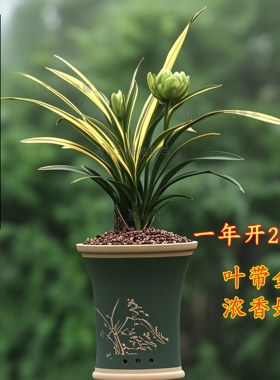 矮种金边九仙牡丹兰花室内好养活