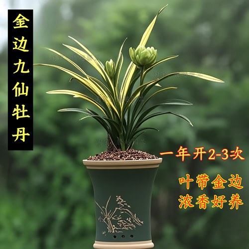 矮种金边九仙牡丹兰花室内好养活