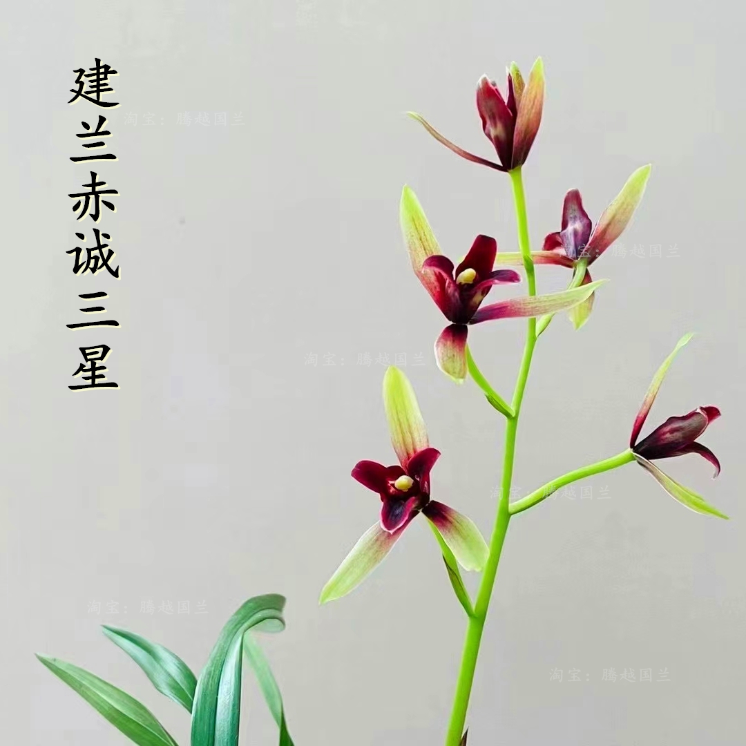 建兰赤诚三星又名锦上添花超美