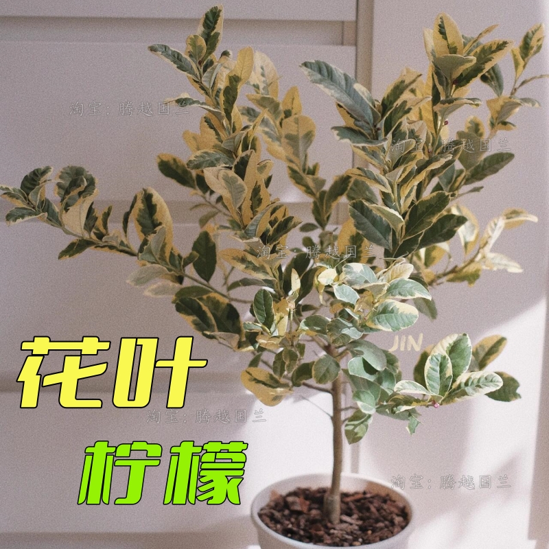 花叶柠檬苗盆栽庭院客厅阳台观赏