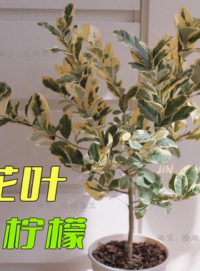 泰国斑叶花叶柠檬树观果赏叶网红ins风绿植好养庭院客厅阳台盆栽