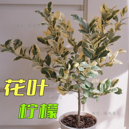 花叶柠檬苗盆栽庭院客厅阳台观赏