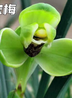 春兰老八种宋梅大富贵花开富贵浓香型室内客厅办公室兰花绿植盆栽