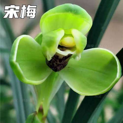 春兰宋梅大富贵花开富贵室内兰花