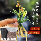 精品建兰金元 宝金边矮种兰花美观好养室内迷你桌面花卉绿植盆栽