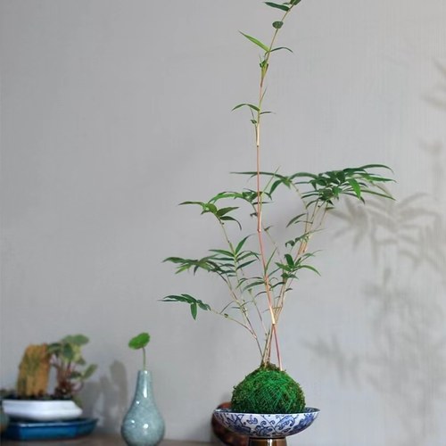 红观音竹苔藓球庭院客厅美观好养