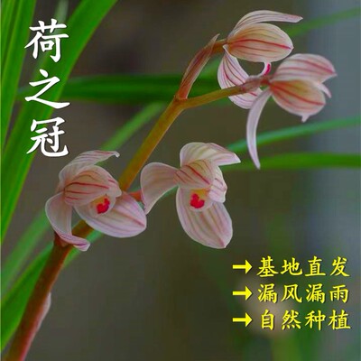 正宗荷之冠兰花石鼓大雪素清雅