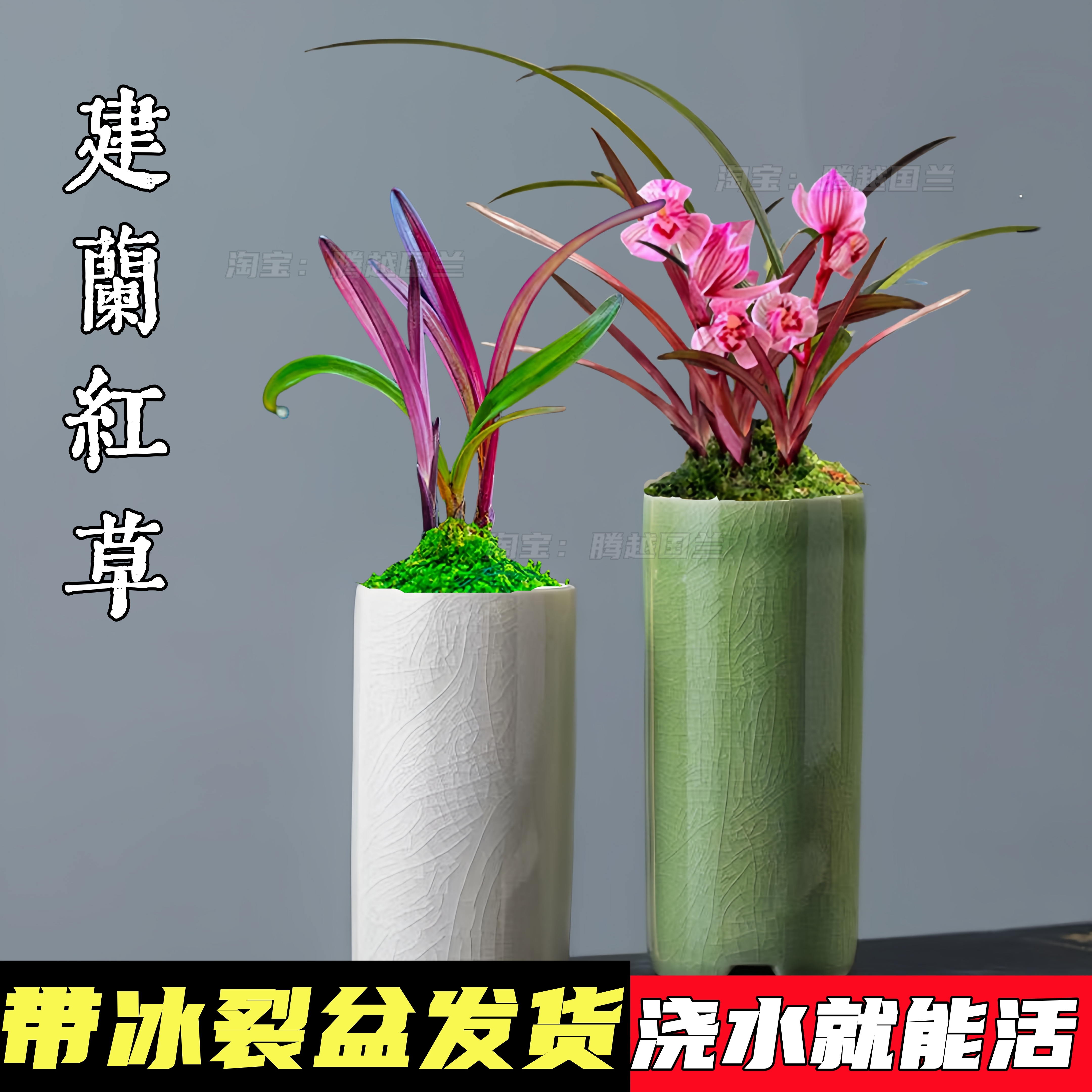 兰花苗建兰红草带盆栽好四季浓香好养美观室内客厅办公桌面花卉