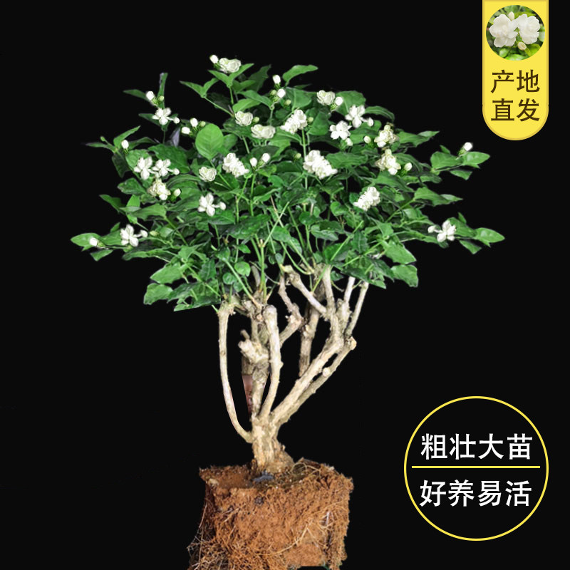 横县茉莉花盆栽老桩带花苞四季开花浓香茉莉花苗植物室内阳台绿植