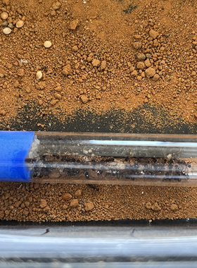 具单眼大头蚁 比四节兵还大 好养个大爆产活体蚂蚁科普教育