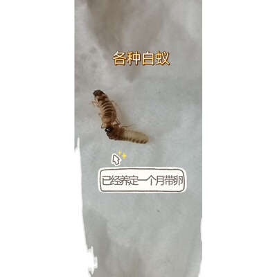 台湾乳白蚁大土笼黄翅土白蚁
