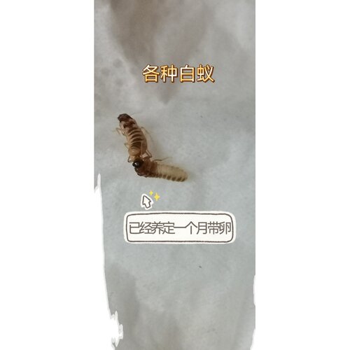 台湾乳白蚁大土笼黄翅土白蚁