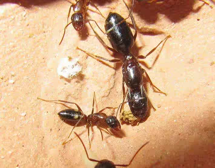 黄斑弓背蚁   蚂蚁工坊蚂蚁别墅科普教育宠物蚂蚁好养稀有蚂蚁