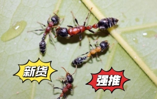 红黑细长蚁 宠物蚂蚁 国产子弹蚁 蚂蚁活体 大个体蚂蚁