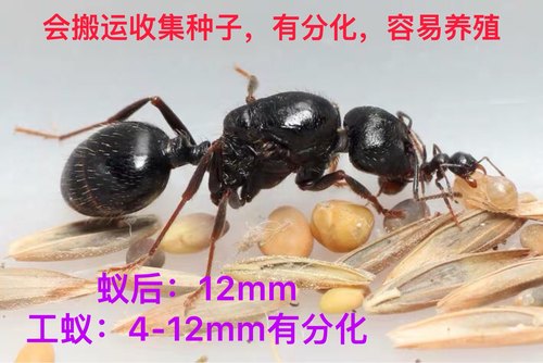 工匠收获蚁活体宠物科普教育