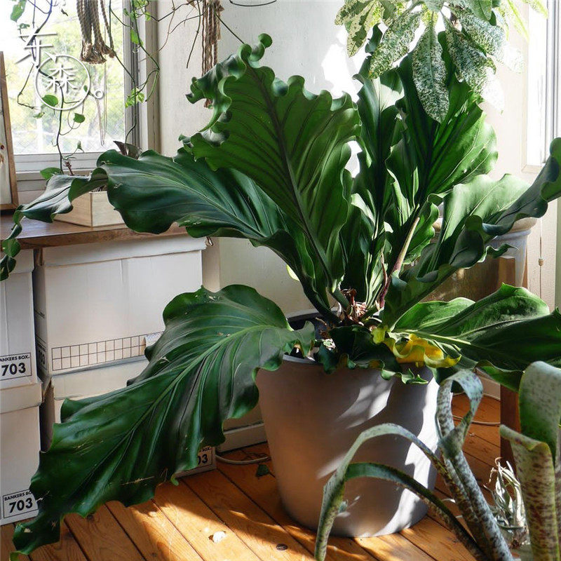 波叶花烛魔爪花烛多年生进口室内盆栽叶面深绿色光滑观叶绿植东森 波叶花烛魔爪花烛多年生进口室内盆栽叶面深绿色光滑观叶绿植东森