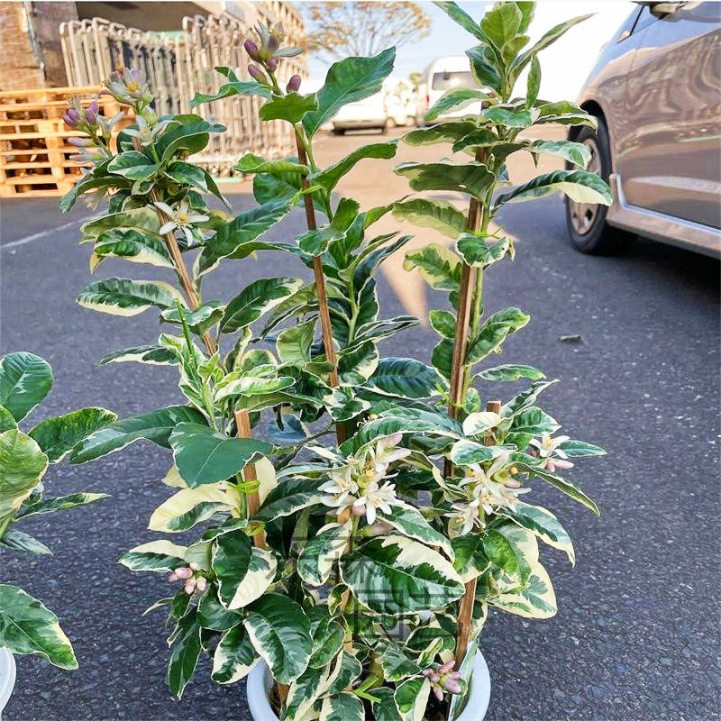 花叶柠檬树棒棒糖形状花园庭院植物盆栽露天养殖观叶植物东森园艺