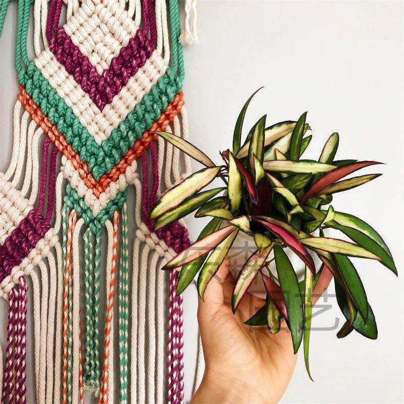 冰糖心内锦球兰色彩艳丽室内阳台盆栽植物易养威特内锦东森园艺