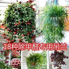 玫瑰盆栽垂吊水培吊蘭植物金鐘柳植物真花室內小葉垂吊佛珠水養大