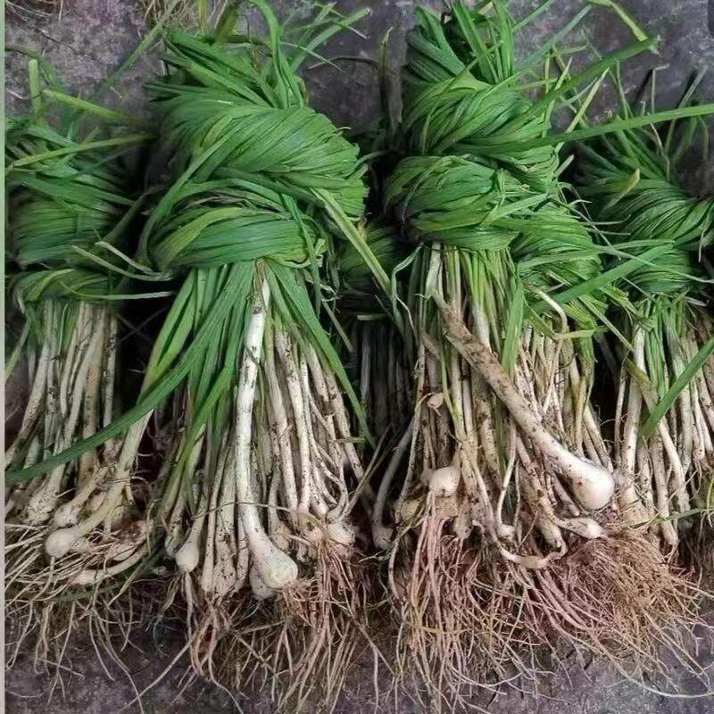 贵州特产新鲜现挖野葱独根野葱野生葱白香葱野菜露天野生现挖野菜