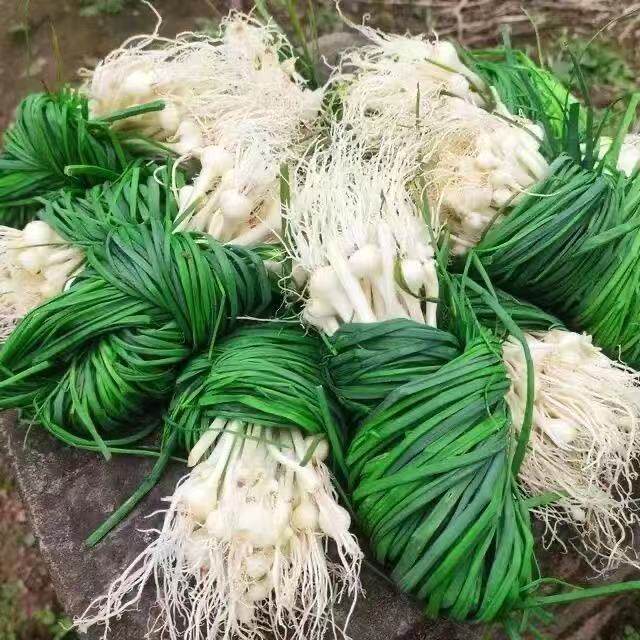 贵州特产新鲜现挖野葱独根野葱野生葱白香葱野菜露天野生现挖野菜