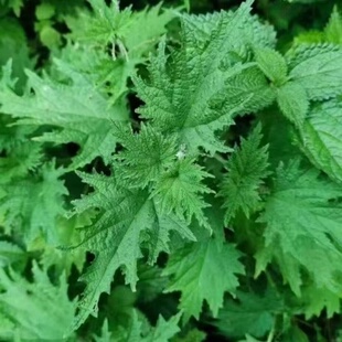 贵州新鲜活麻藿麻叶火麻菜荨麻草蜇人草咬人草蝎子草活麻菜可食用