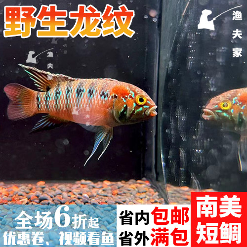 南美短鲷活体淡水热带鱼巴西进口红圣菲龙纹小型宠物鱼凶猛人工f1