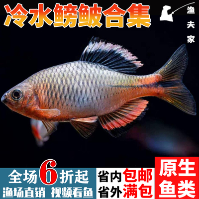 鳑鲏淡水冷水耐养原生鱼清洁鱼