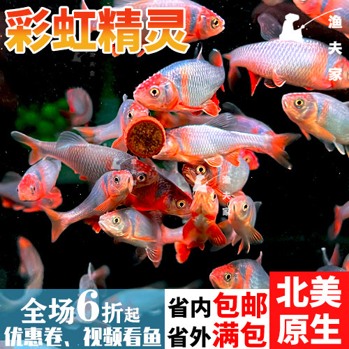 北美原生耐寒冷水鱼淡水卢伦真小鲤彩虹精灵鱼群游宠物观赏鱼活体