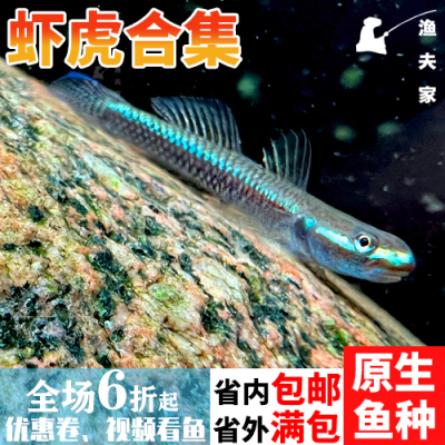 虾虎印尼淡水小型观赏鱼原生