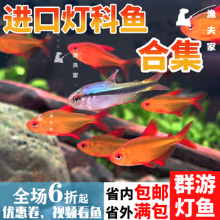 南美热带观赏群游小灯科鱼淡水红尾科佩依甜心柠檬皇室青魔鬼活体
