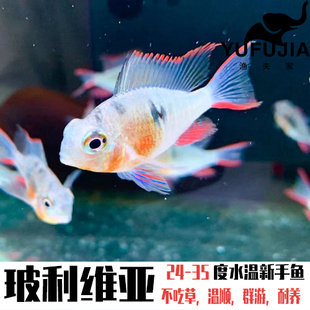南美淡水活体热带观赏鱼短鲷长体玻利维亚凤凰鱼小型宠物鱼新手鱼