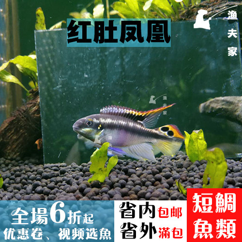 活体西非热带观赏鱼淡水短鲷白化红肚凤凰小型宠物鱼新手繁殖短鲷