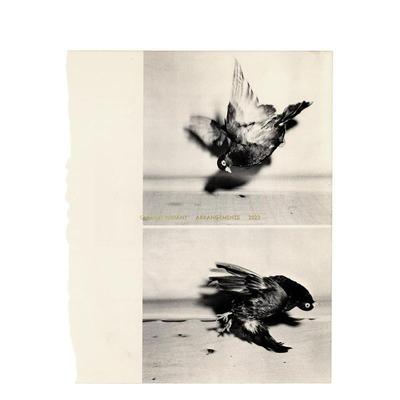【预售】安排 Arrangements  英文进口原版艺术画册画集Carmen Winant